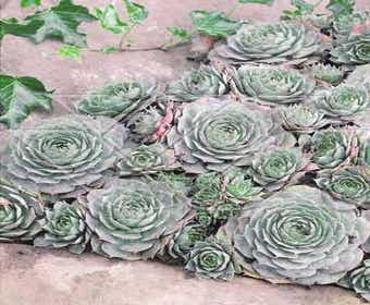 Hauswurz (Sempervivum 'Feldmaier')