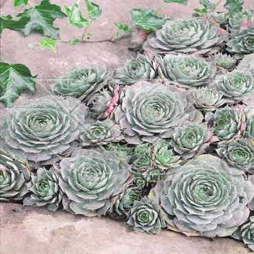 Hauswurz (Sempervivum 'Feldmaier')