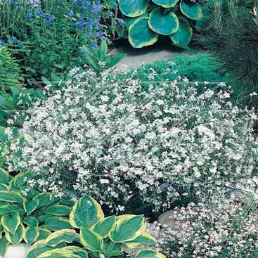 Flachs (Linum perenne 'Album')