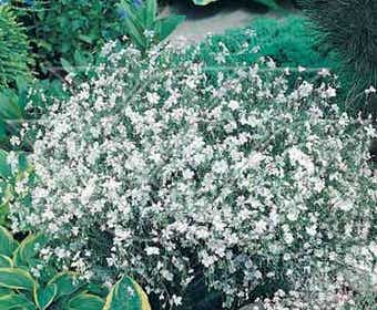Flachs (Linum perenne 'Album')
