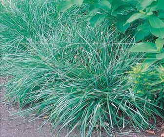 Blaugras (Sesleria caerulea)