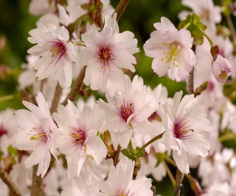 Japanische Zierkirsche (Prunus incisa ‘Mikinori’)