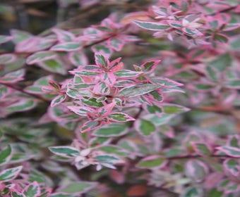 Abelia (Abelia grandiflora 'Confetti')