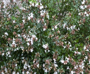 Abelia (Abelia grandiflora 'Sherwood')