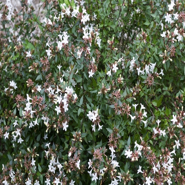 Abelia (Abelia grandiflora 'Sherwood')
