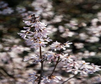 Weiße Forsythie (Abeliophyllum distichum)