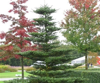 Koreanische Silberfichte (Abies koreana)