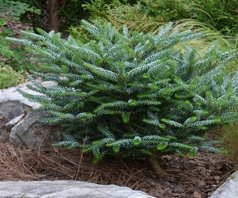 Koreanische Silber-Tanne (Abies koreana 'Silberlocke')