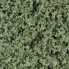 Stechnuß (Acaena buchananii)