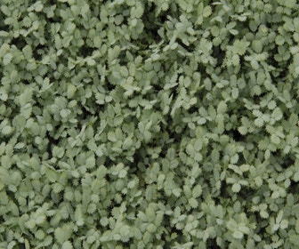 Stechnuß (Acaena buchananii)