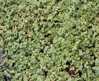 Stechpalme (Acaena magellanica)