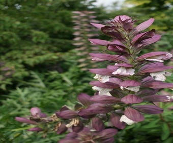 Stacheliger Bärenklau (Acanthus hungaricus)