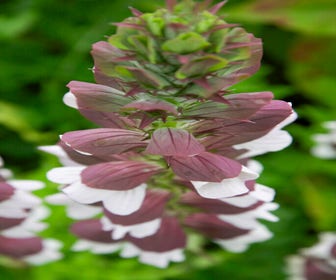 Stacheliger Bärenklau (Acanthus hungaricus 'White Lips')