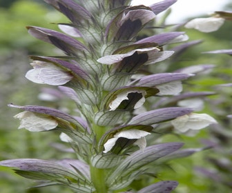Stacheliger Bärenklau (Acanthus mollis)