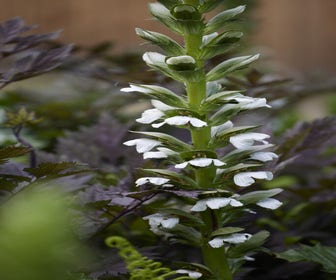 Stacheliger Bärenklau (Acanthus mollis 'Rue Ledan')