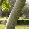 Chinesischer Ahorn (Acer davidii )