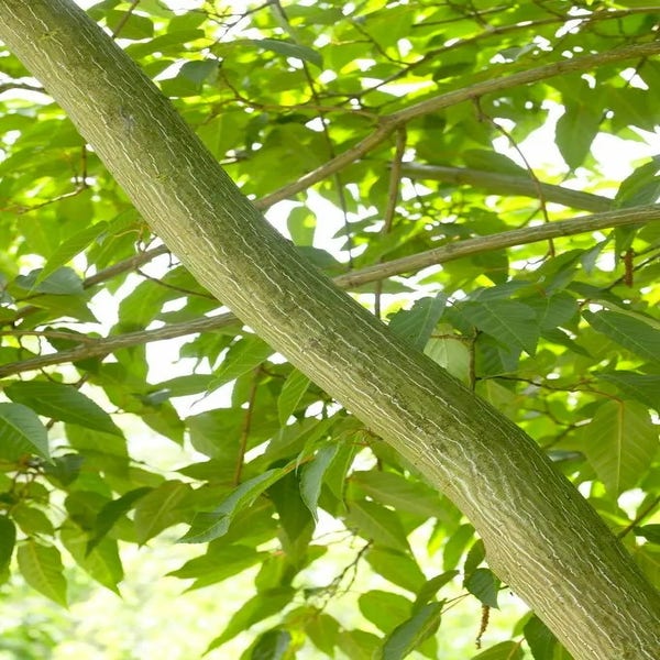 Streifenrinden-Ahorn (Acer davidii)