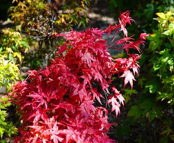 Japanischer Fächerahorn (Acer palmatum 'Beni-komachi')