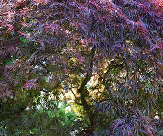 Japanischer Fächerahorn  (Acer palmatum 'Garnet')
