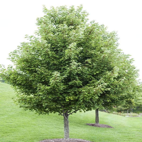 Rote Ahorn (Acer rubrum)