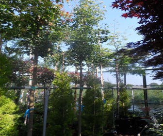 Dreizackahorn (Acer buergerianum)