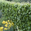 Feldahorn als Hecke (Acer campestre)