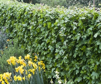 Feldahorn als Hecke (Acer campestre)