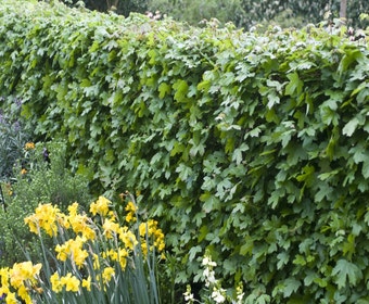 Feldahorn als Hecke (Acer campestre)