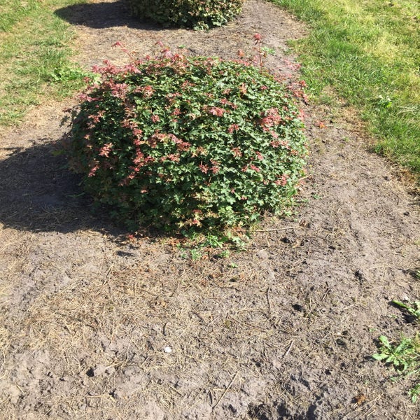 Acer campestre bol 80 cm breed