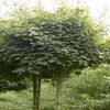 Bolesdoorn (Acer campestre 'Nanum')