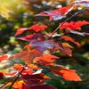 Rote Ahorn (Acer rubrum 'Fairview Flame')