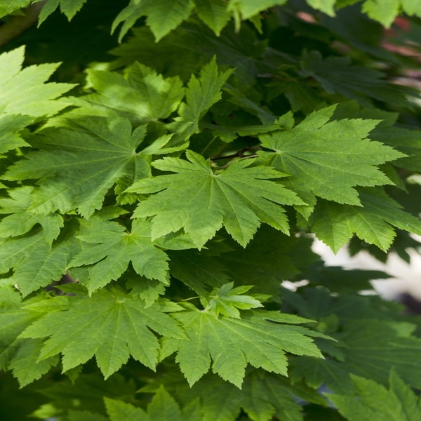 Japanischer Fächerahorn (Acer japonicum 'Vitifolium')