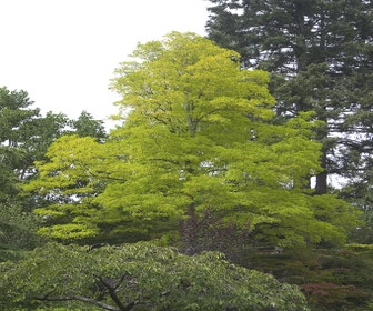 Eschenahorn als Baum (Acer negundo 'Kelly's Gold')