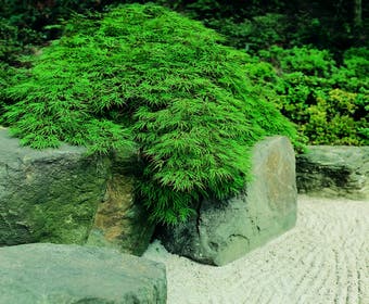 Japanischer Fächerahorn (Acer palmatum 'Dissectum')