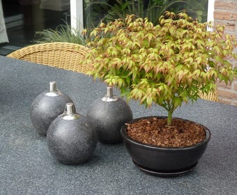 Japanischer Fächerahorn (Acer palmatum 'Little Princess')