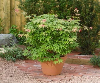 Japanischer Fächerahorn (Acer palmatum 'Osakazuki')