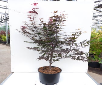 Japanischer Fächerahorn (Acer palmatum 'Red Emperor')