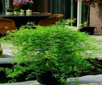 Japanischer Fächerahorn (Acer palmatum 'Emerald Lace')