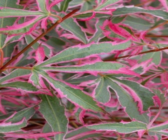 Japanischer Fächerahorn (Acer palmatum 'Marlo'®