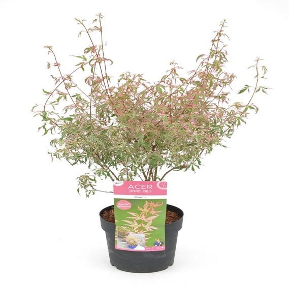 Acer palmatum 'Marlo' 25/30