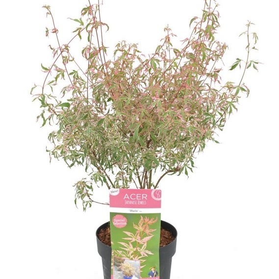Acer palmatum 'Marlo' 25/30