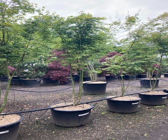Japanischer Ahorn (Acer palmatum)