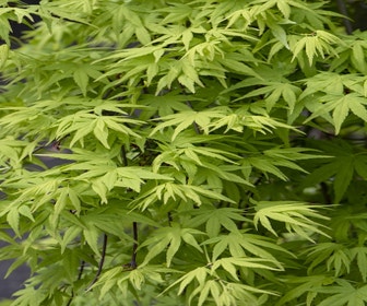 Japanischer Fächerahorn (Acer palmatum 'Ryusen')