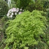 Japanischer Fächerahorn (Acer palmatum 'Viridis')