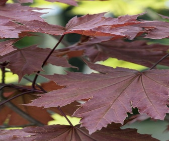 Rote Ahorn (Acer platanoides 'Crimson King')