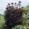 Rote Ahorn bewehrter (Acer platanoides 'Crimson Sentry')