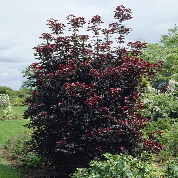 Rote Ahorn bewehrter (Acer platanoides 'Crimson Sentry')