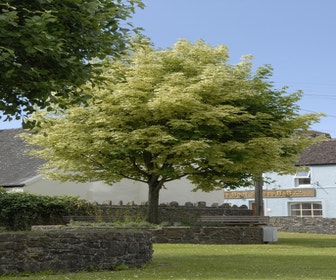 Bunter Ahorn (Acer platanoides 'Drummondii')