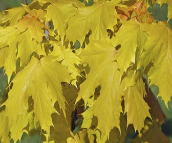 Norwegische Ahorn (Acer platanoides 'Princeton Gold')