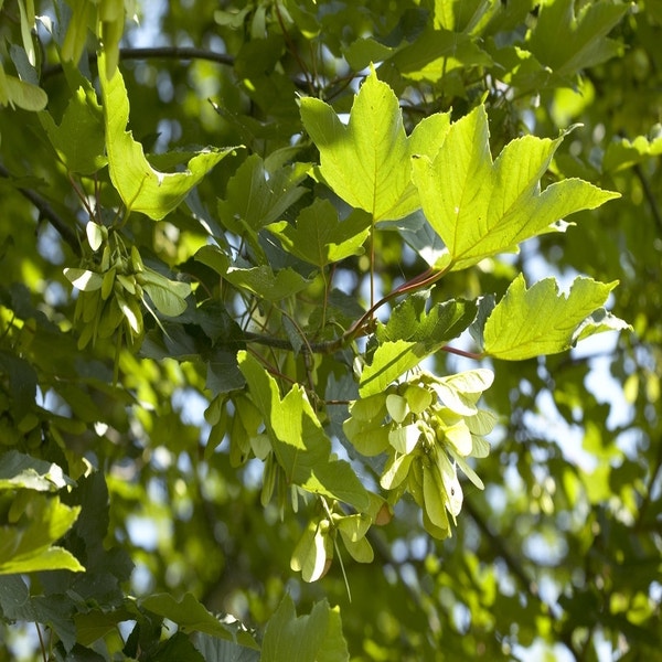 Esche (Acer pseudoplatanus 'Spaethii')